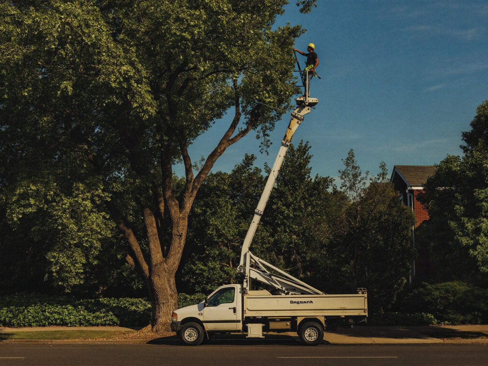Aerial bucket truck removing a tall tree at dusk