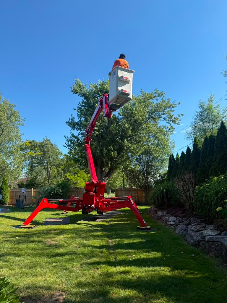 Canopy Pruning in Pittsford, NY by Meta Tree Service