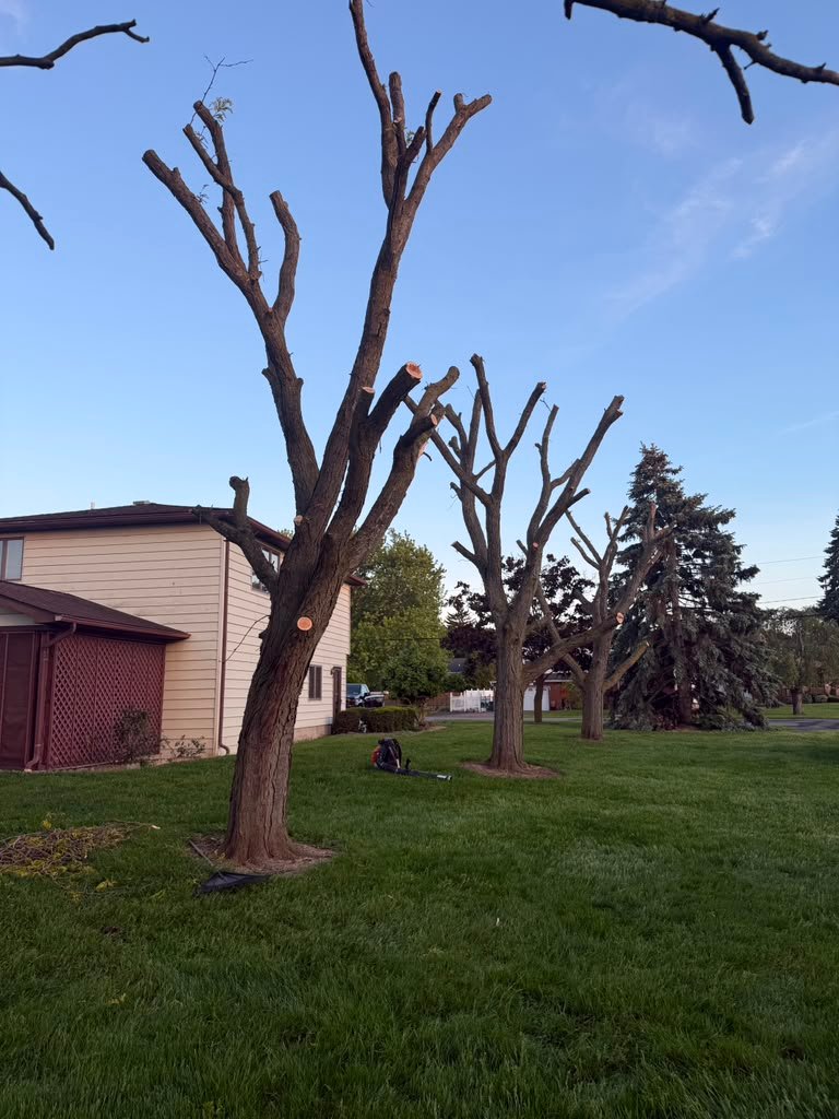 Deadwood Removal in Brighton, NY by Meta Tree Service