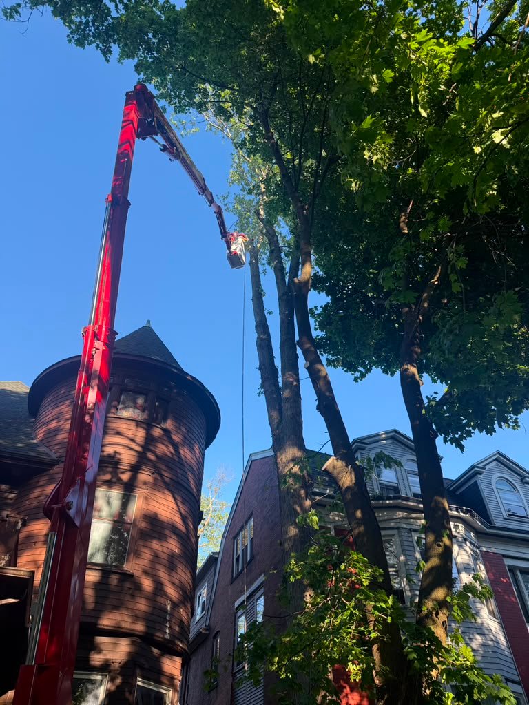 Large Maple Removal in Amherst, NY by Meta Tree Service