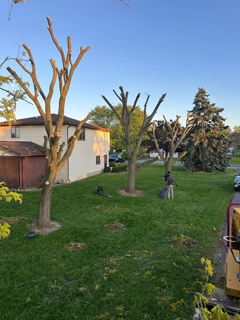 Stump Grinding in Cheektowaga, NY by Meta Tree Service