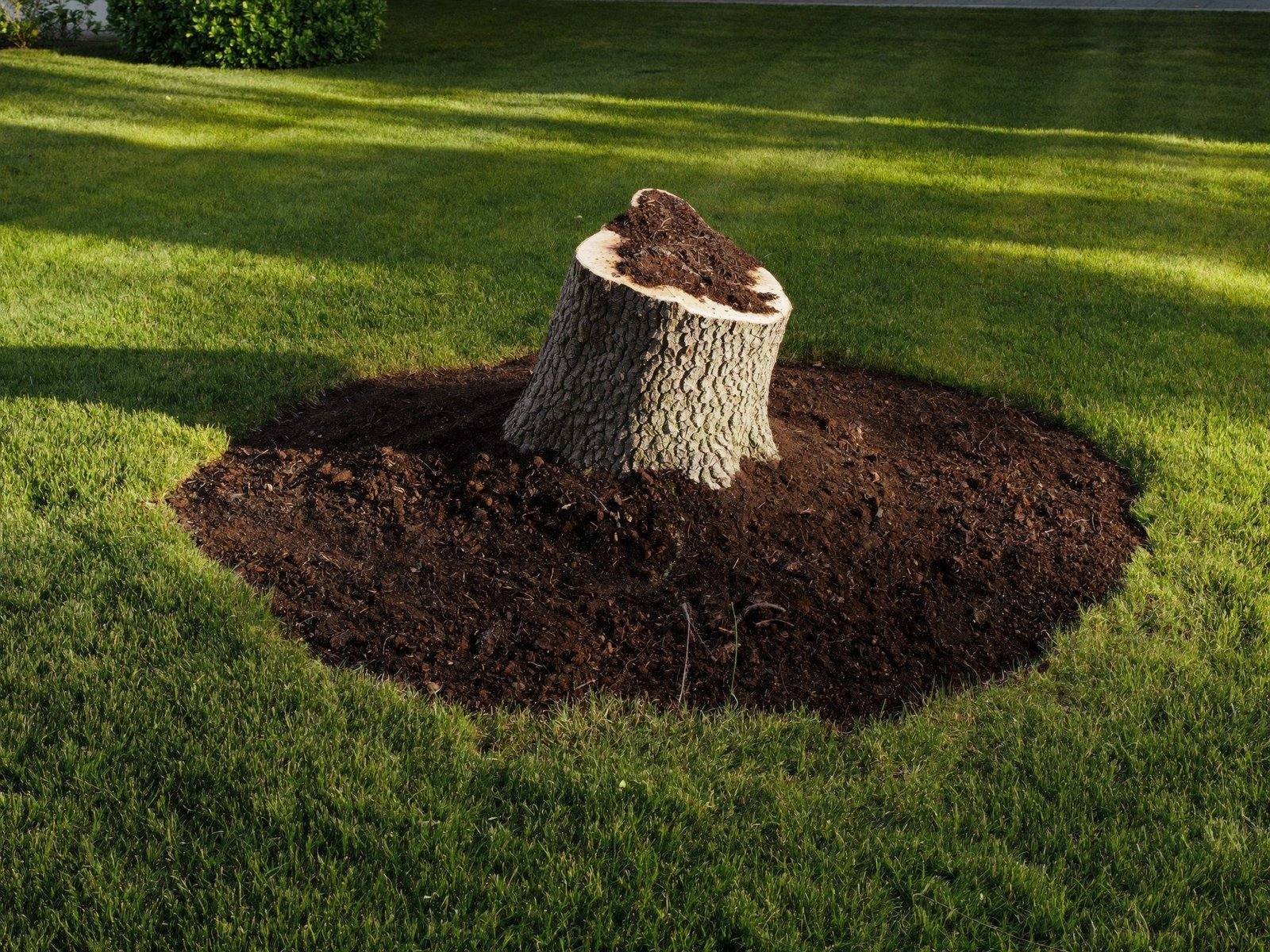 Freshly ground stump area with clean lawn after stump grinding