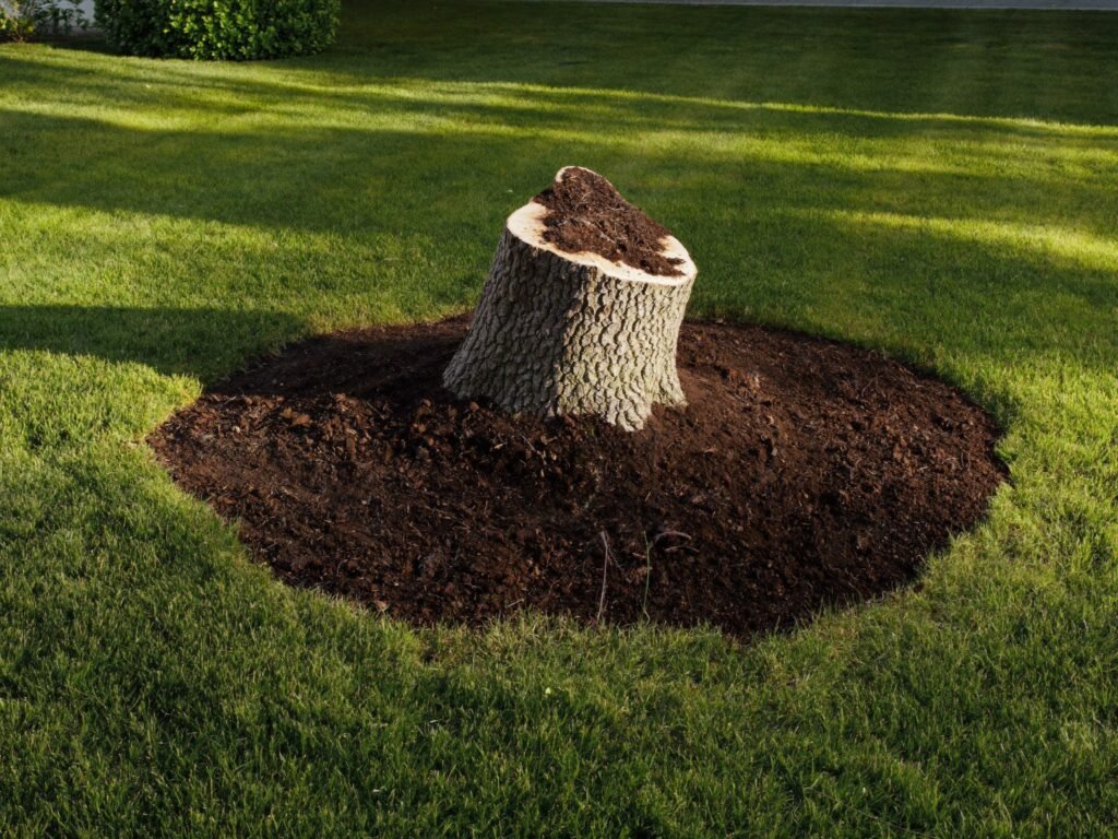 Fresh stump surrounded by mulch after stump grinding