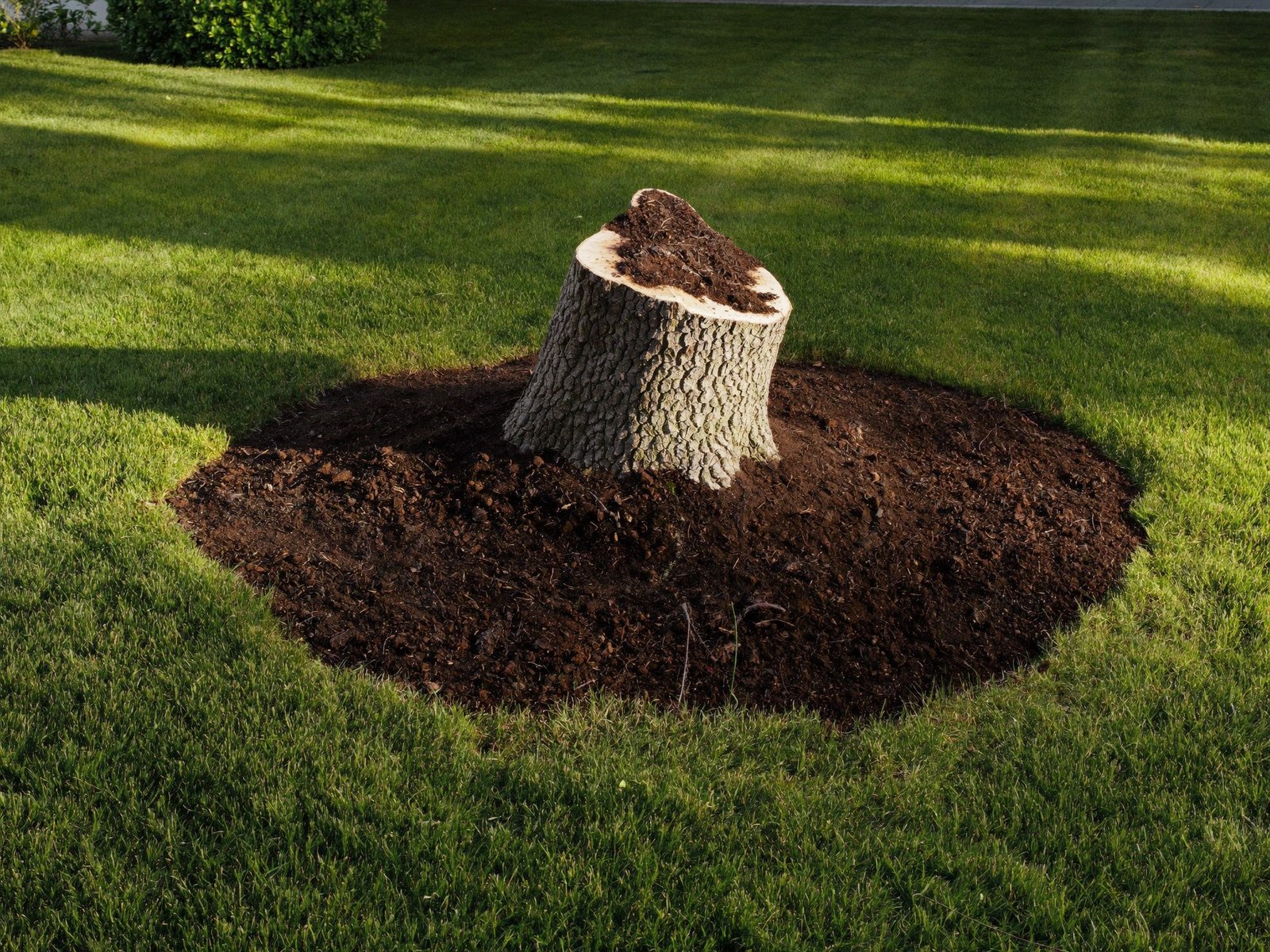 Fresh stump surrounded by mulch after stump grinding