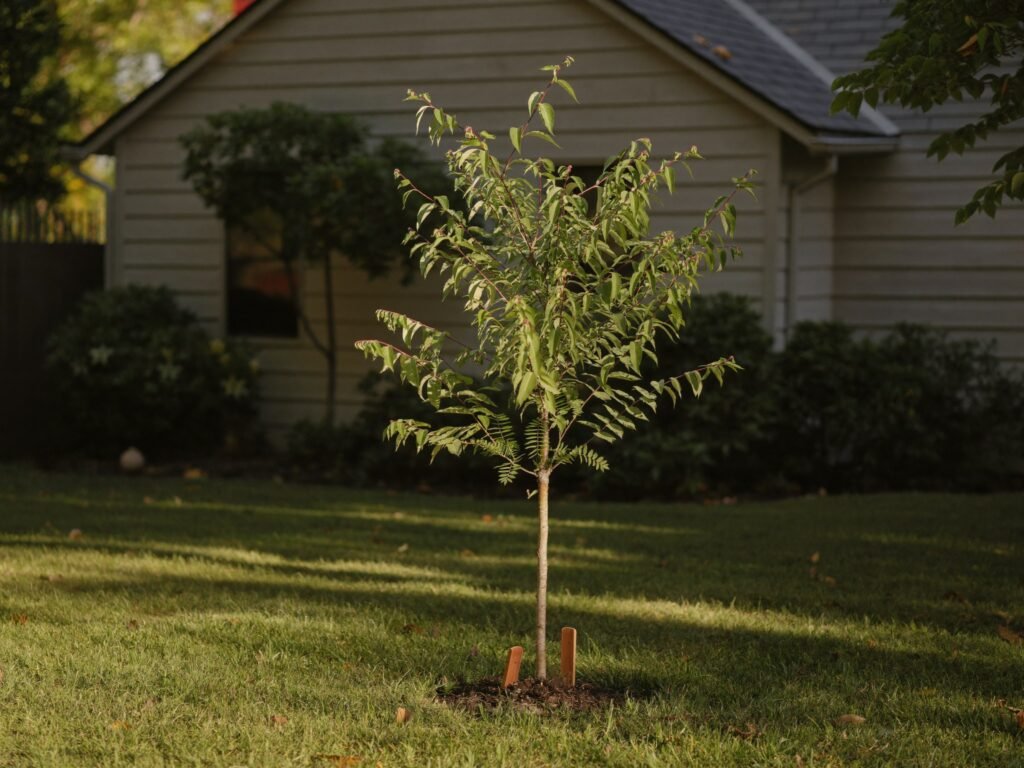 A young transplanted tree established in a backyard