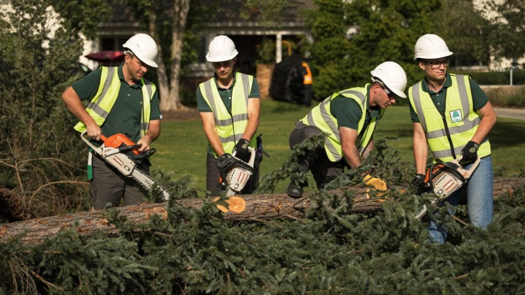 Professional tree service crew working in Lima, NY