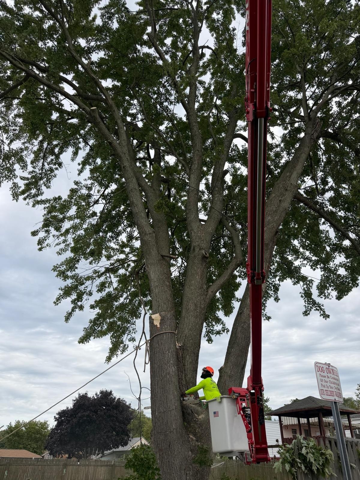 Tree worker in a bucket lift cutting a large tree trunk