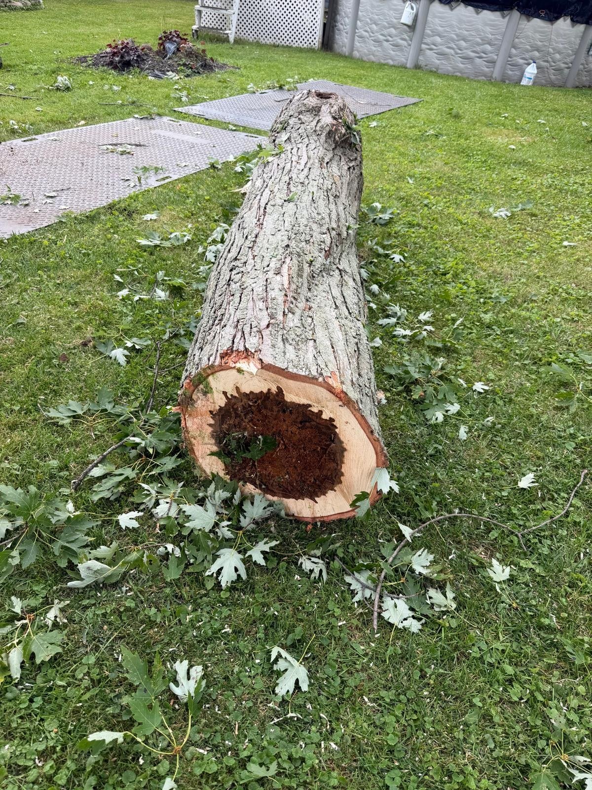 Cut section of a hollow tree trunk on a lawn