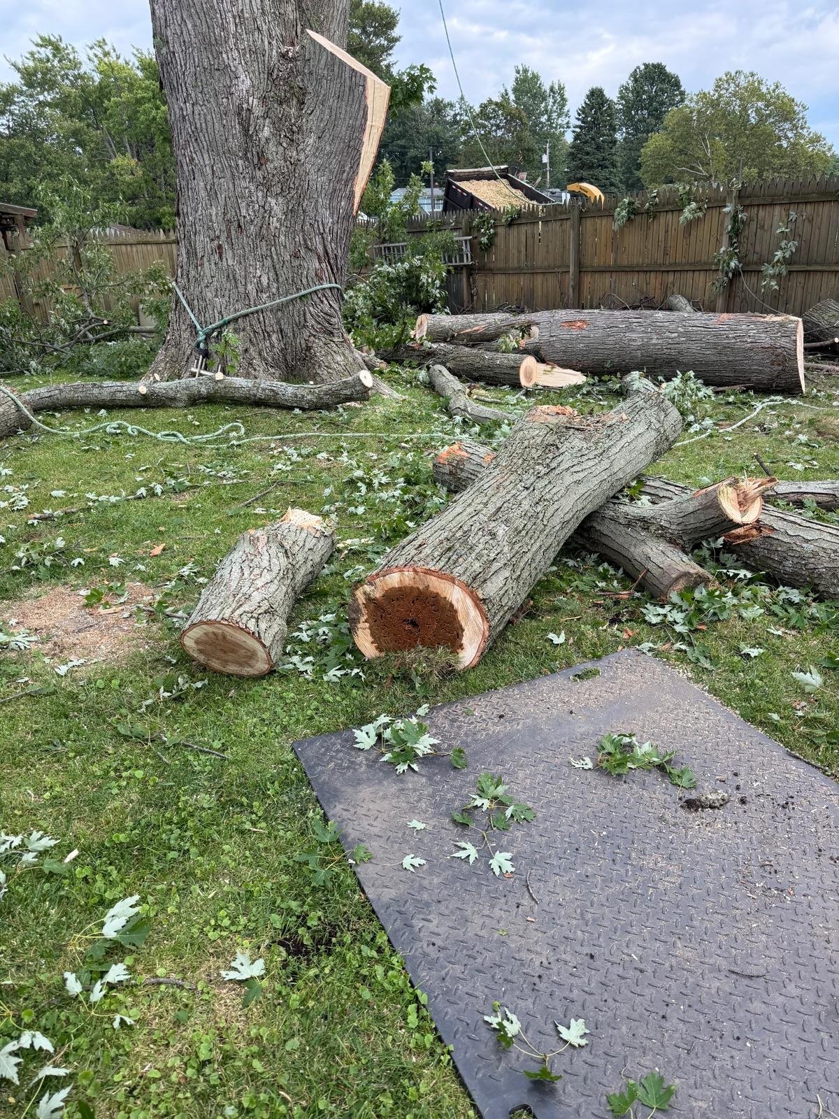 Large cut tree sections and branches arranged for cleanup